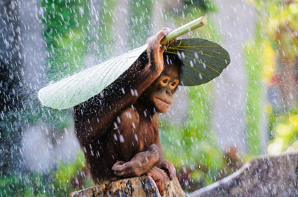 2015-sony-world-photography-awards-orangutan-rain-andrew-suryono