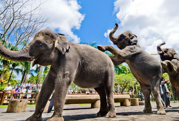 Парк слонов Таро