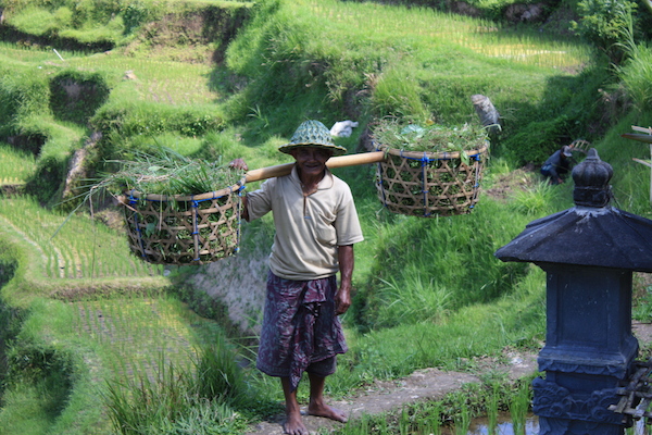 Bali Рисовые террасы