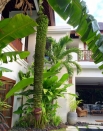 Аренда виллы в Seminyak, Бали, #166